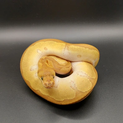 Enchi Redstripe Clown Ball Python - male for sale from Candymania Reptiles