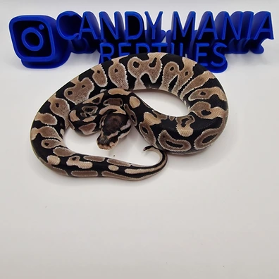 Axanthic VPI Ball Python - female for sale from Candymania Reptiles