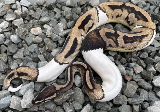 Leopard Axanthic Pied Ball Python by Candy Morphs