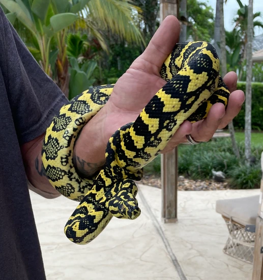 Highlighter Pure Jungle Jungle Carpet Python by Red Apple Snakes