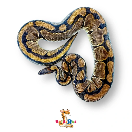 Enchi Dinker Ball Python by Boids R US