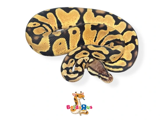 Pastel Monarch Ball Python Pastel Het Monarch 50% Het Pied Ball Python by Boids R US