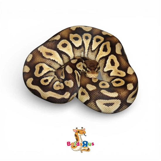 Pastel Monarch Ball Python Pastel Mojave Het Monarch Ball Python by Boids R US