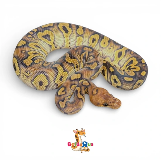 Stranger Clown Ball Python by Boids R US