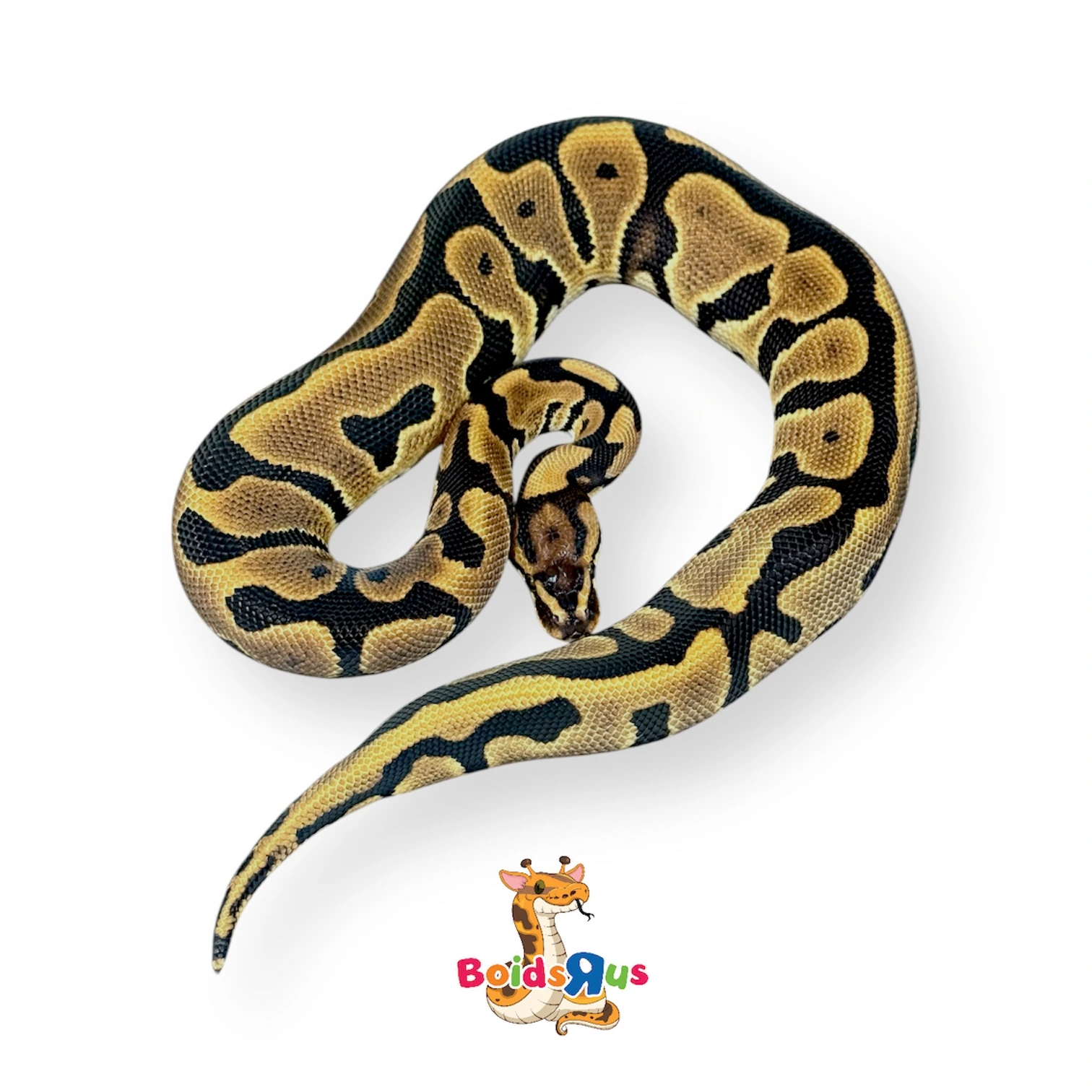 Volta Leopard Enchi 50% Het Clown Ball Pythons by Boids R US