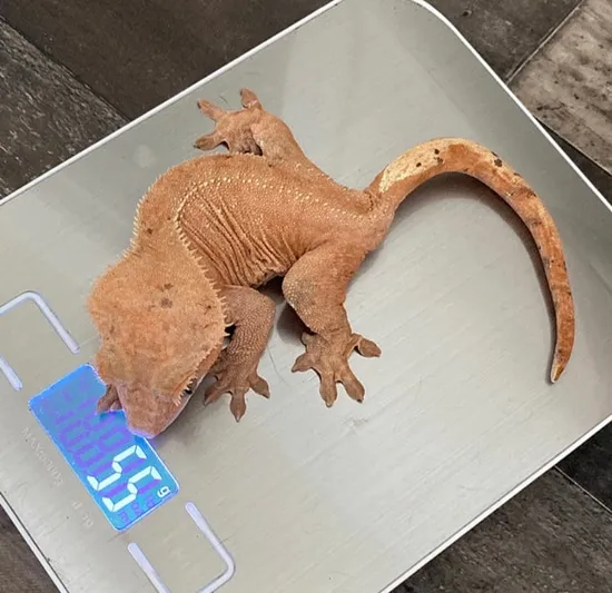 **CYBER MONDAY** PET ONLY Patternless Red Crested Gecko by Canvas ...