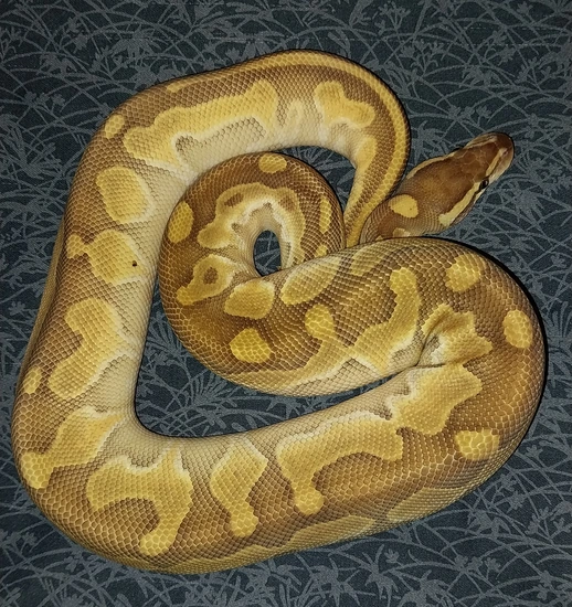 Bongo Lesser Huffman Jordan Dinker Ball Python by Canyon Country Reptiles
