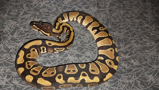Venom Dinker Het Pied Ball Python by Canyon Country Reptiles