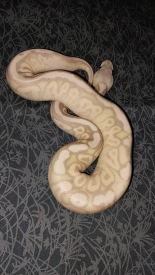 Firefly Cinnamon Ball Python Banana Firefly Cinnamon Enchi Yellowbelly Ball Python by Canyon Country ...
