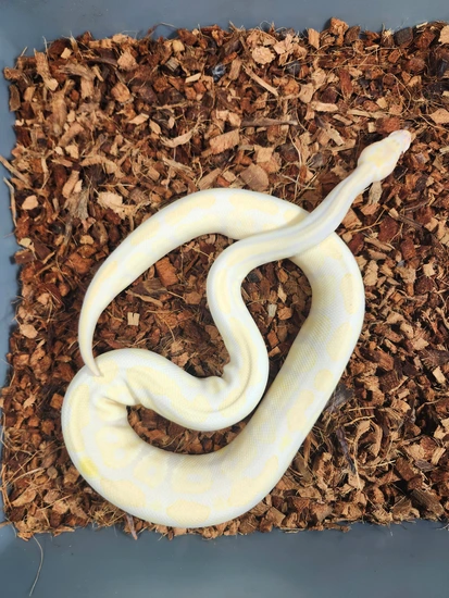 Lavender Ball Python by Capital Royals