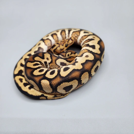 Pompeii Python Dg Pompeii Pair Ball Python by Capital Royals