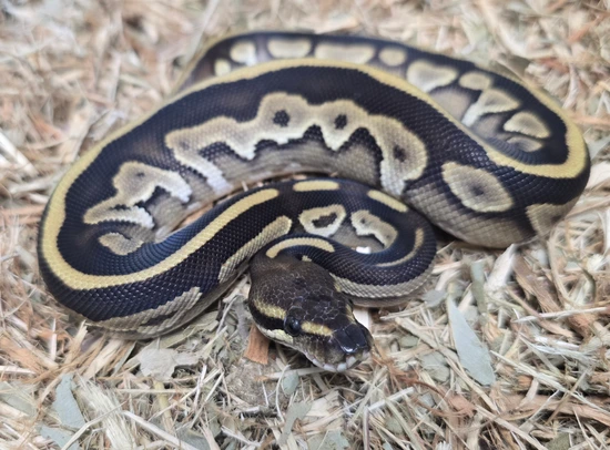 Leo Lesser Ball Python Leo Lesser Yb 66% Het Piebald 66% Het Gs Ball Python by Ratio_Reptiles