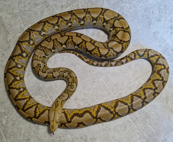 Moschino Platinum Retic Python Mochino Reticulated Python by Carman's Snakes