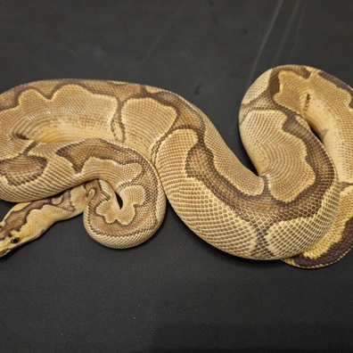 1.0 Enchi YB Clown 100% Het Albino DNZ23 "Breeder" Only For Handover Hamm Show September 2026 Ball Python - male for sale from Carphooker