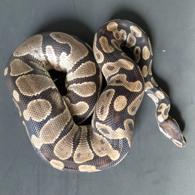 0.1 Gravel 100% Het Albino DNZ2019 "Breeder Female" Only For Handover In Hamm September 2026 Ball Python - female for sale from Carphooker