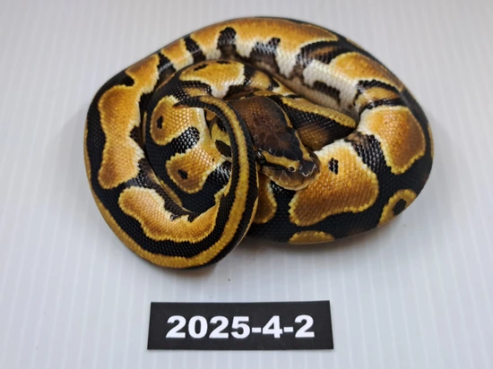 OD Scrambler Ball Python by Dark Arts Mutations