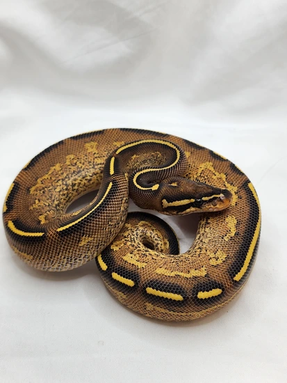 Double Freeway Ball Python Freeway Ball Python by K&R Morphs, LLC