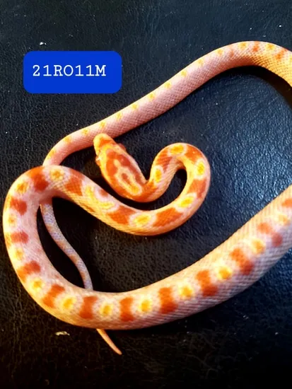 Extreme Reverse Okeetee Corn Snake by Casa Grande Reptiles
