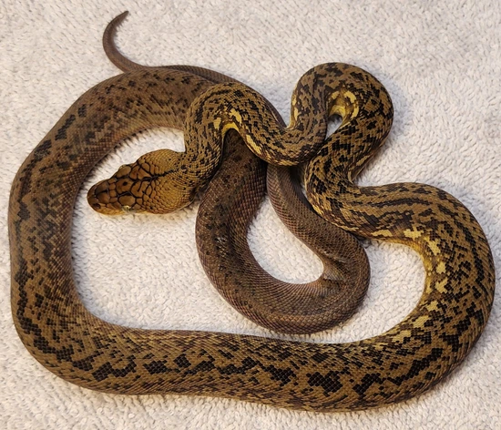 CBB Female Timor Python by Cannon Fire Reptiles