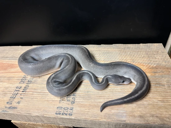 Blackhead Huffman Ball Python Hypo Blackhead Ghi Mojave Huffman Ball Python by Morph Academy