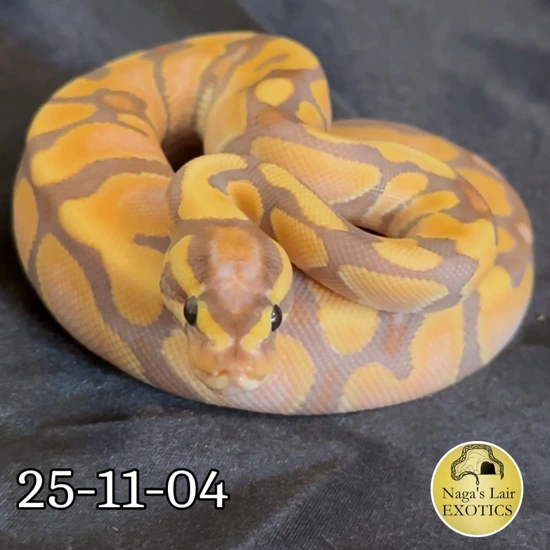 Banana Super OD 66% Het Sunset Ball Python by Naga’s Lair Exotics