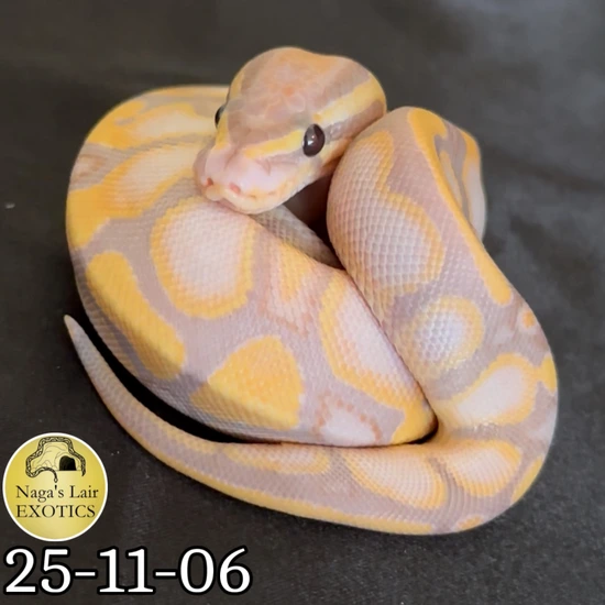 Banana Lesser 66% Het Sunset Ball Python by Naga’s Lair Exotics