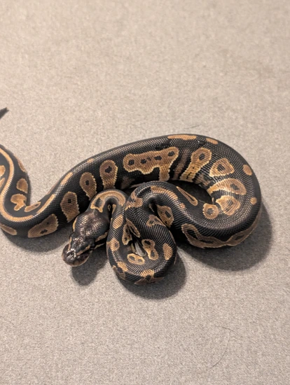 Blackhead Huffman Ball Python Blackhead Huffman Ball Python by Payneless exotics