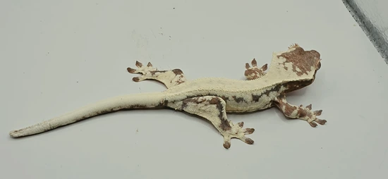 Frappuccino Girl - Crested Gecko