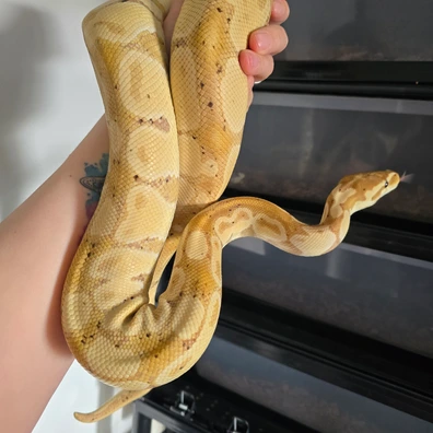 Banana Het Clown Ball Python - female for sale from CM MORPHS