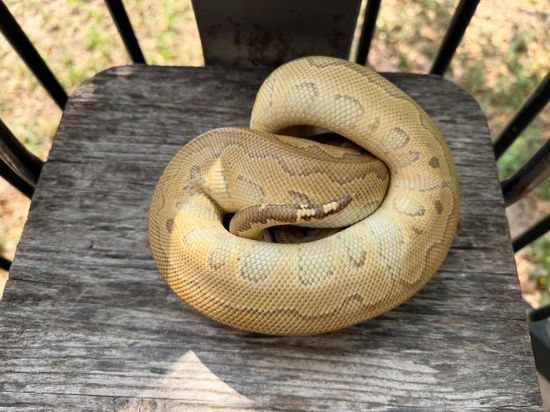 2024 Mojave Clown Ball Python by The Snuggle Squadron