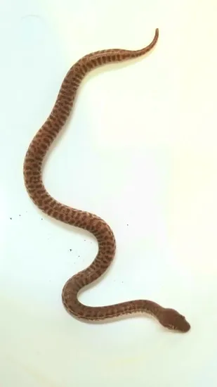 Anthill Aka Pygmy Python. Antaresia Perthensis by Greg Caudill