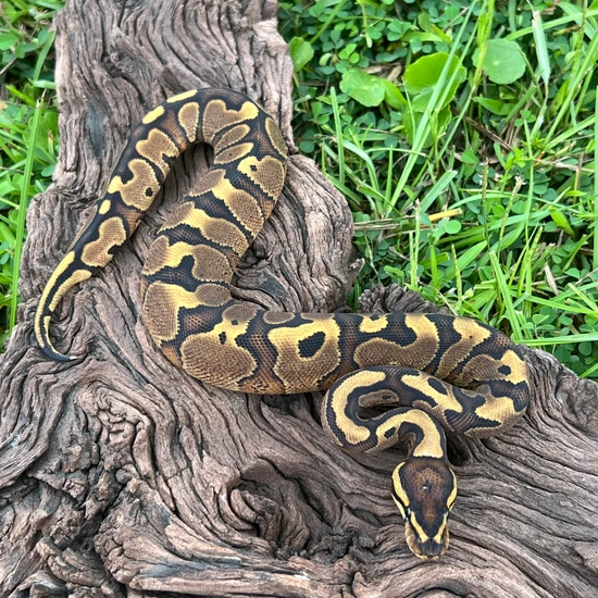 Red Stripe Yellow Belly Ball Python by Cypress Grove Reptiles