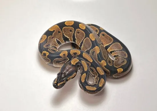 Normal Ball Python by Barton Exotics