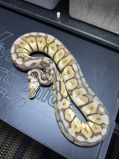 Spider Citrus Pastel Cinnamon Pos Het Tri Stripe Ball Python by Bcook’s ...