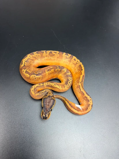 Sunset Pied Female Low White Ball Python by Captive Bred Specialties
