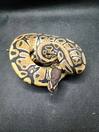 Normal 66% Het Clown Ball Python by CJC Exotics, LLC