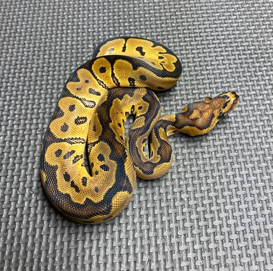Granite Pattern Ball Python Granite Clown Ball Python by CJC Exotics, LLC