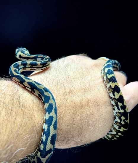 Het Snow Carpet Python Coastal Carpet Python by CJC Exotics, LLC