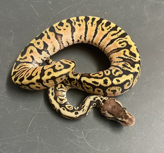 Granite Pattern Ball Python Firefly Hidden Gene Woma Granite Ball Python by CJC Exotics, LLC