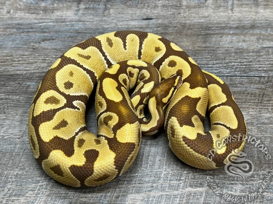 Monarch (Proven Breeder) Ball Python by CD Constrictors
