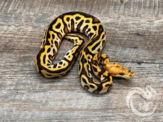 Cypress Batman Ball Python by CD Constrictors