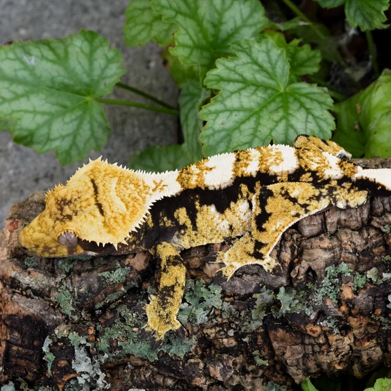 ハープタイル レプリカシリーズ ガラパゴスウミイグワナ Extreme Tricolor - Vans X Gory Hole Crested Gecko by Celestial Exotics