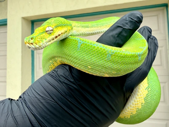 Cyclops Mountain Locality Green Python (Male; 2023; USCBB) Green Tree ...