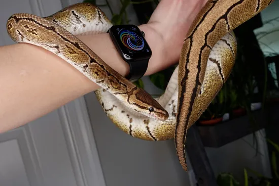 Sheaffer | For Adoption From Crimson Exotics Ball Python by Crimson ...