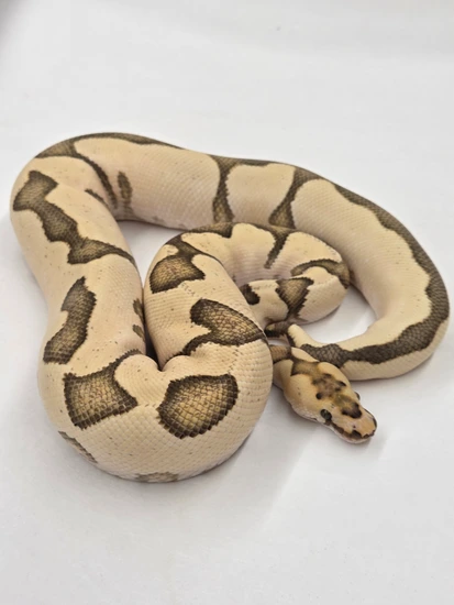 Proven Breeder Enchi YB DG Clown Ball Python by CF Snakes