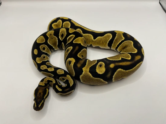 Normal 100% Het Piebald 100% Het Hypo Ball Python by Berserker Pythons