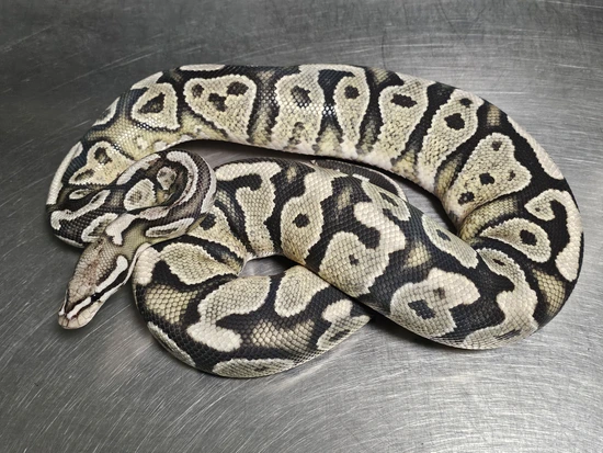 Yellowbelly True Ghost TSK Ball Python by Hulker's Herps