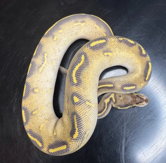 Highway Ball Python by Quad City Serpents