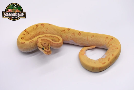 Disco Enchi Fire Pinstripe Ball Python by Bodacious Balls & Reptiles