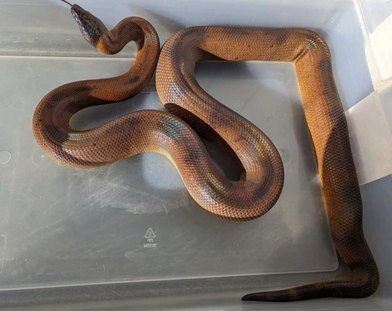 Adult Female Ring Python REDUCED More Python by Chad Gray Reptiles